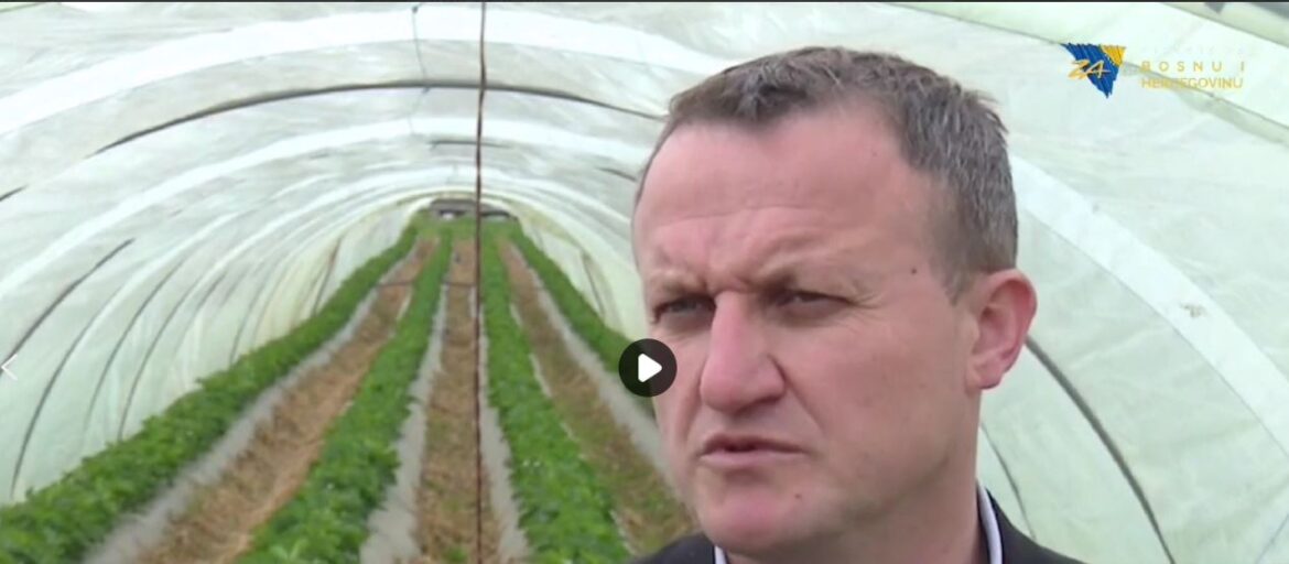 Nakon dvanaest godina pauze, u Čeliću danas počinje manifestacija“Dani jagodastog voća”